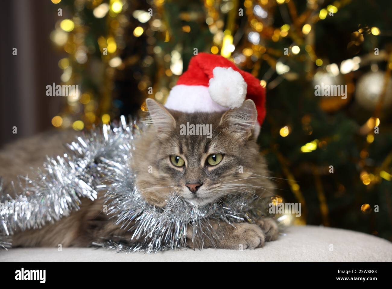 Chat mignon dans le chapeau de Père Noël avec guirlandes brillantes sur le pouf contre les lumières floues. Ambiance de Noël Banque D'Images