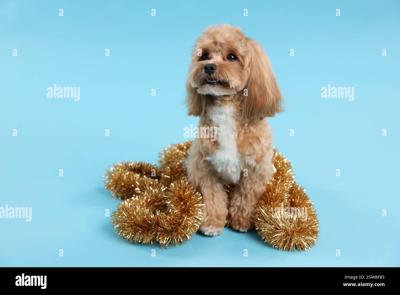 Chien mignon avec guirlandes brillantes sur fond bleu clair Banque D'Images