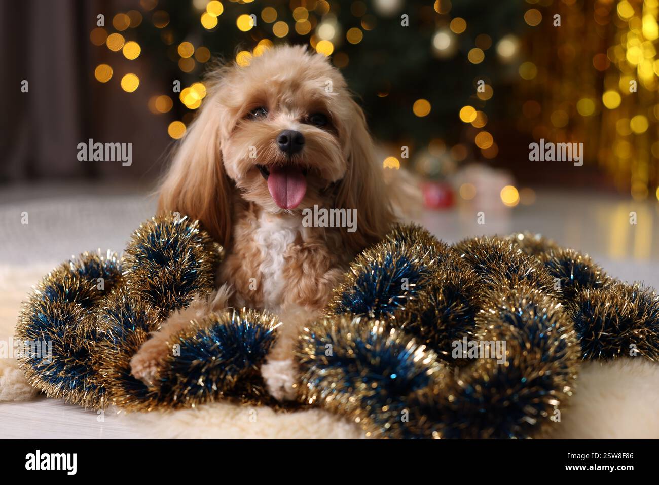 Chien mignon avec des guirlandes brillantes sur le sol contre les lumières floues Banque D'Images