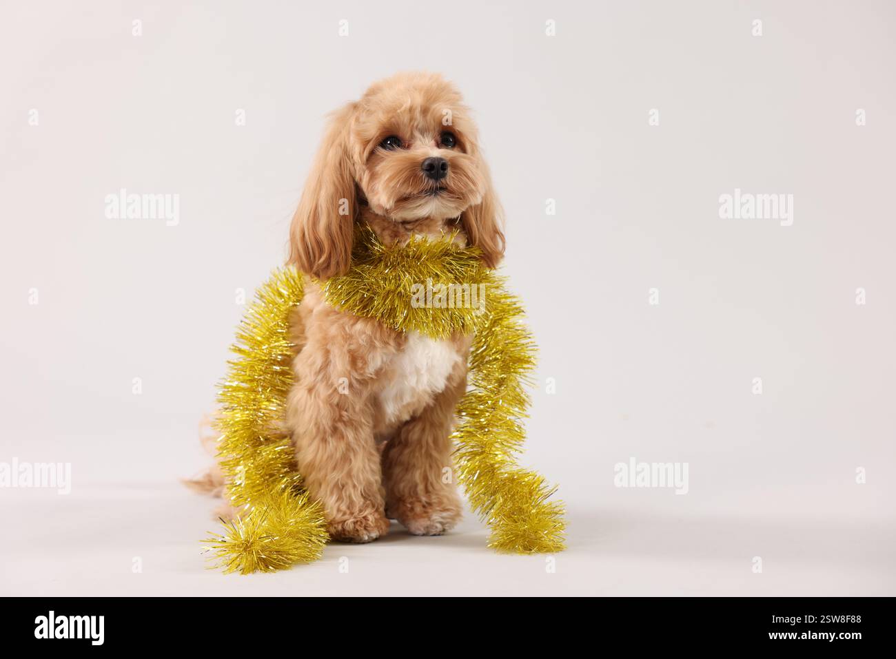 Chien mignon avec guirlandes brillantes sur fond blanc Banque D'Images