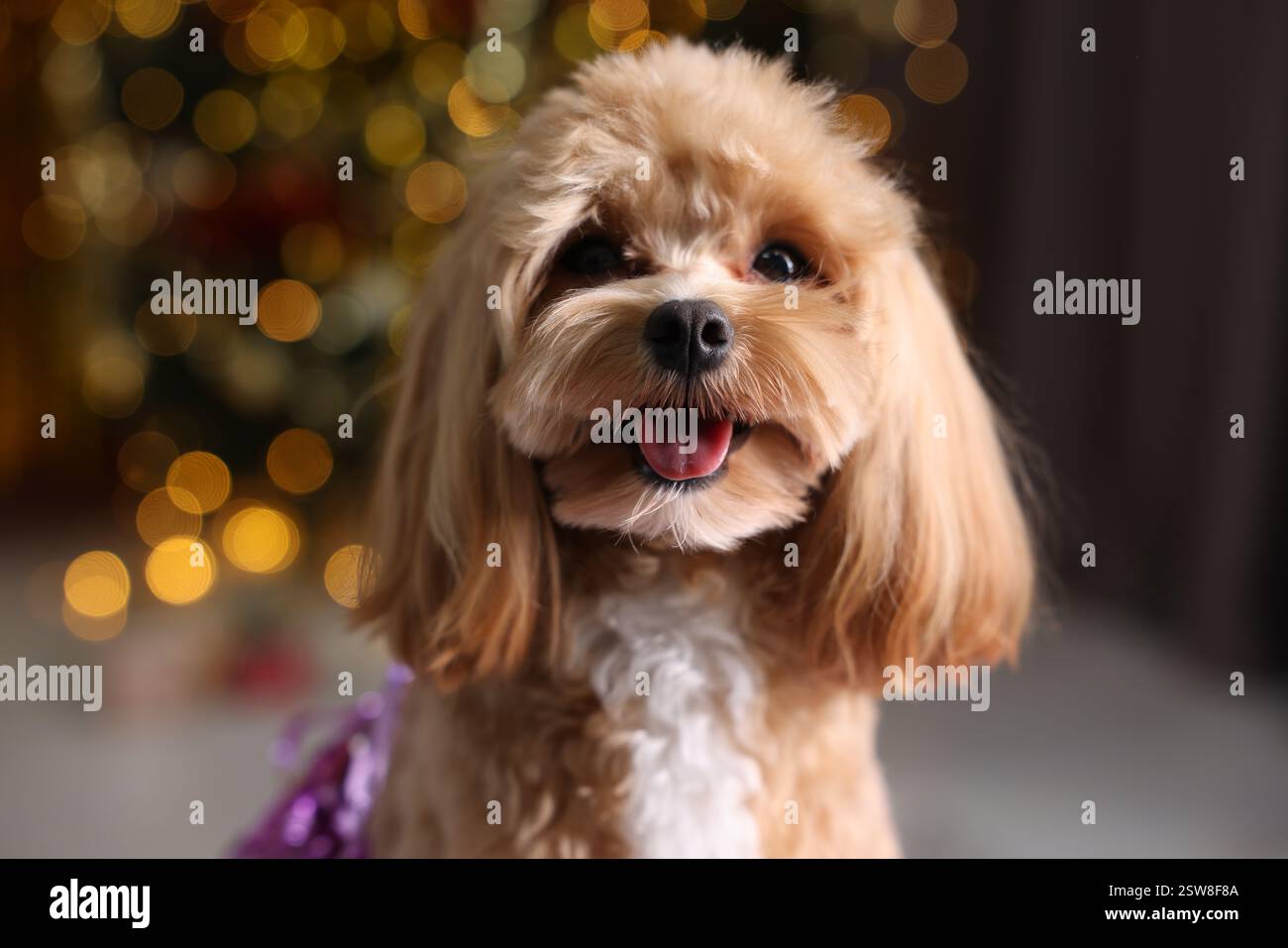 Portrait de chien mignon contre des lumières floues Banque D'Images