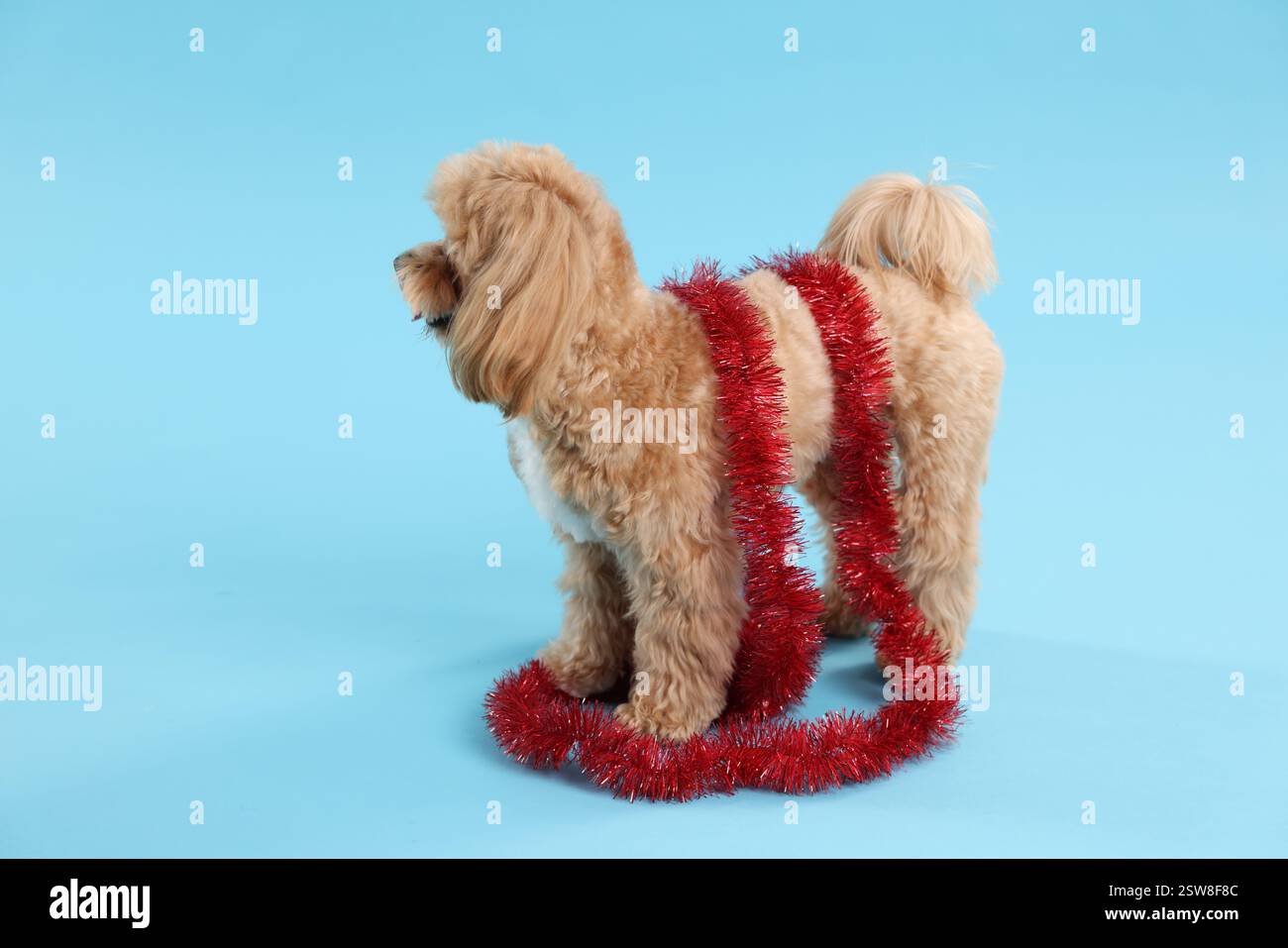Chien mignon avec guirlandes brillantes sur fond bleu clair Banque D'Images