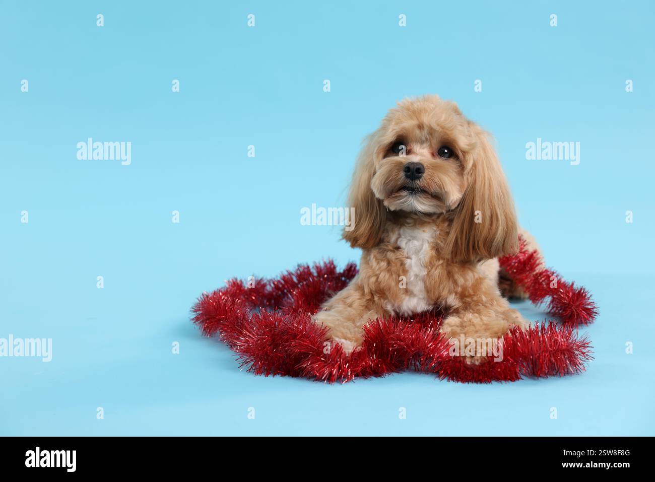 Chien mignon avec guirlandes brillantes sur fond bleu clair. Espace pour le texte Banque D'Images