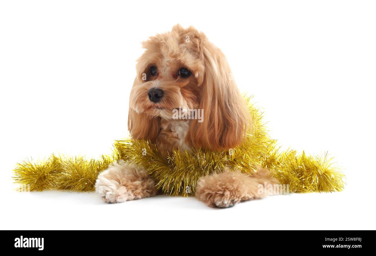 Chien mignon avec guirlandes brillantes sur fond blanc Banque D'Images