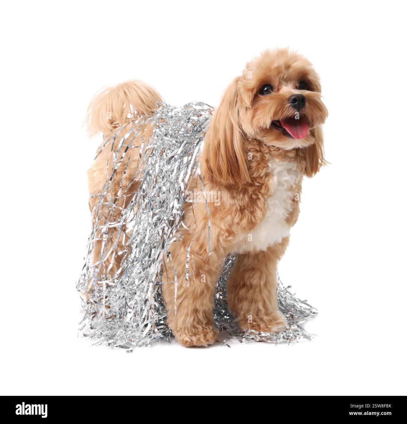Chien mignon avec des guirlandes brillantes sur fond blanc Banque D'Images