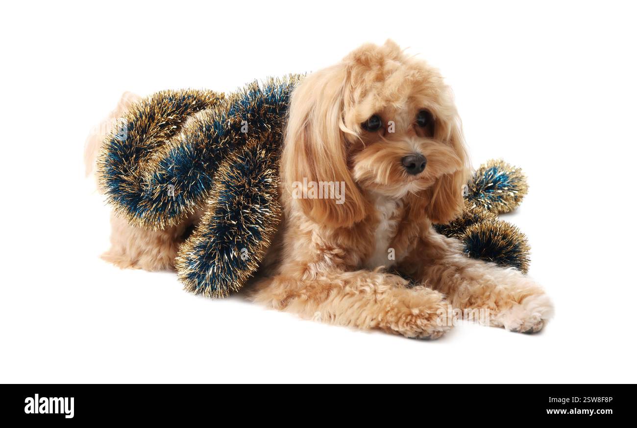 Chien mignon avec guirlandes brillantes sur fond blanc Banque D'Images