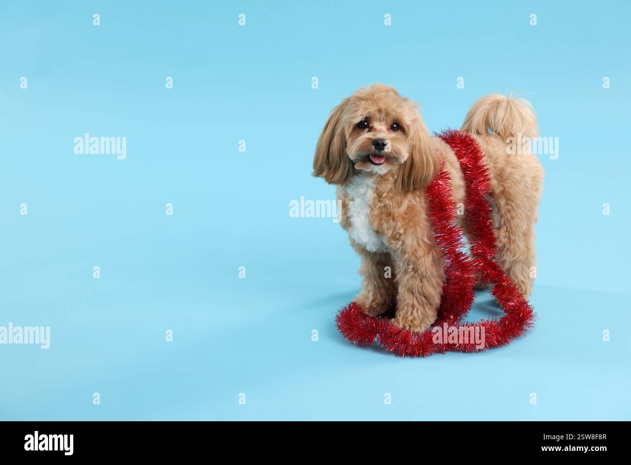 Chien mignon avec guirlandes brillantes sur fond bleu clair. Espace pour le texte Banque D'Images