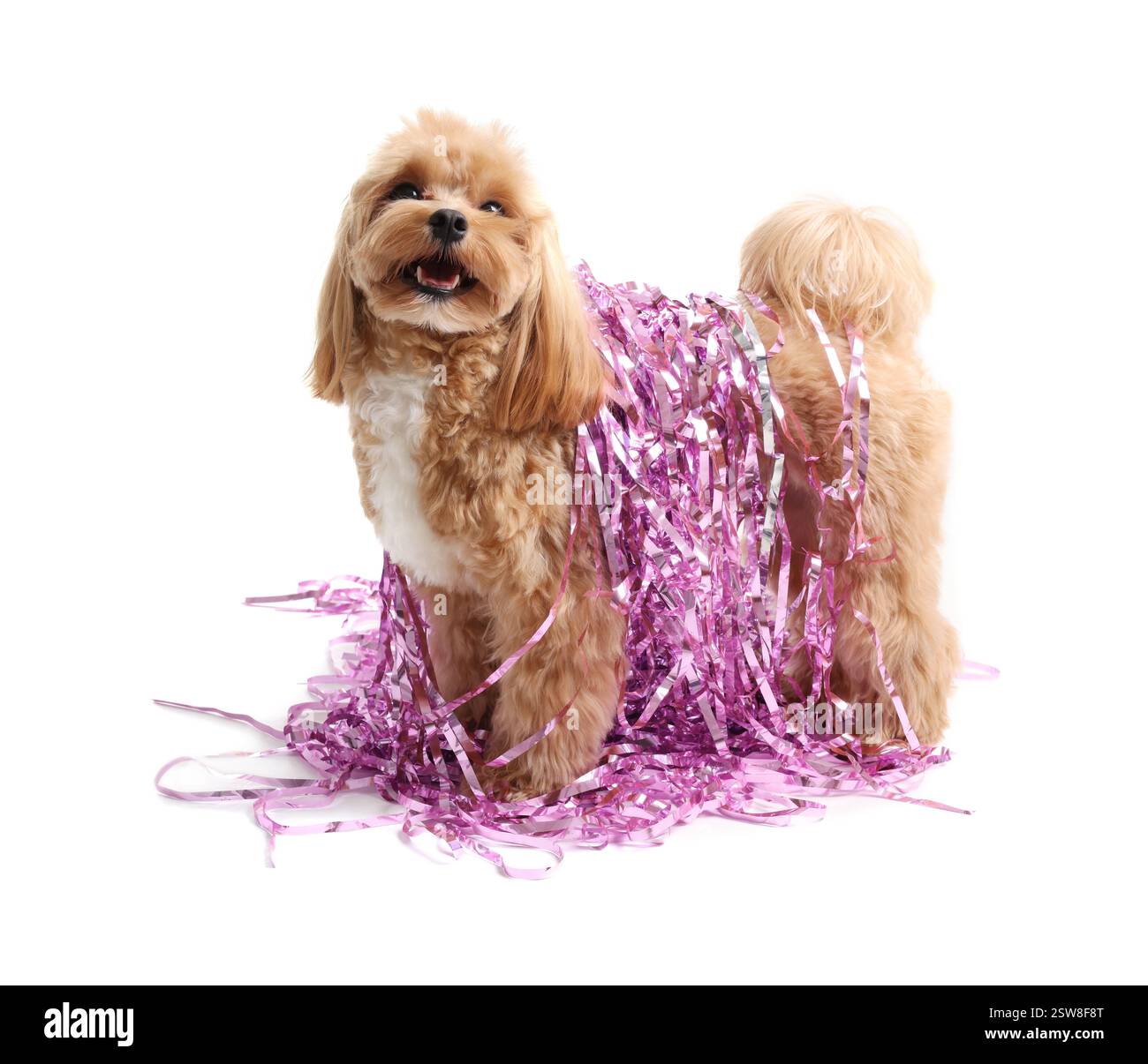 Chien mignon avec des guirlandes brillantes sur fond blanc Banque D'Images