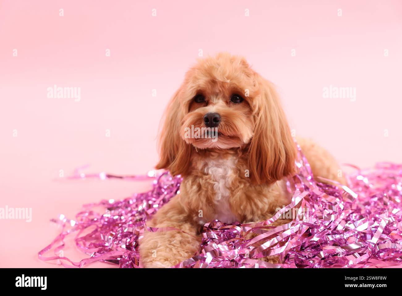 Chien mignon avec pile de guirlandes brillantes sur fond rose. Espace pour le texte Banque D'Images