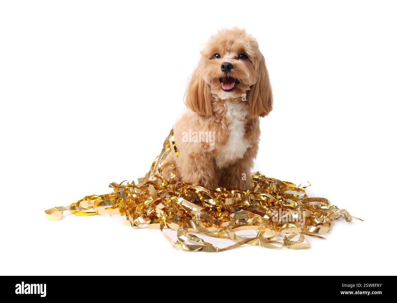 Chien mignon avec des guirlandes brillantes sur fond blanc Banque D'Images