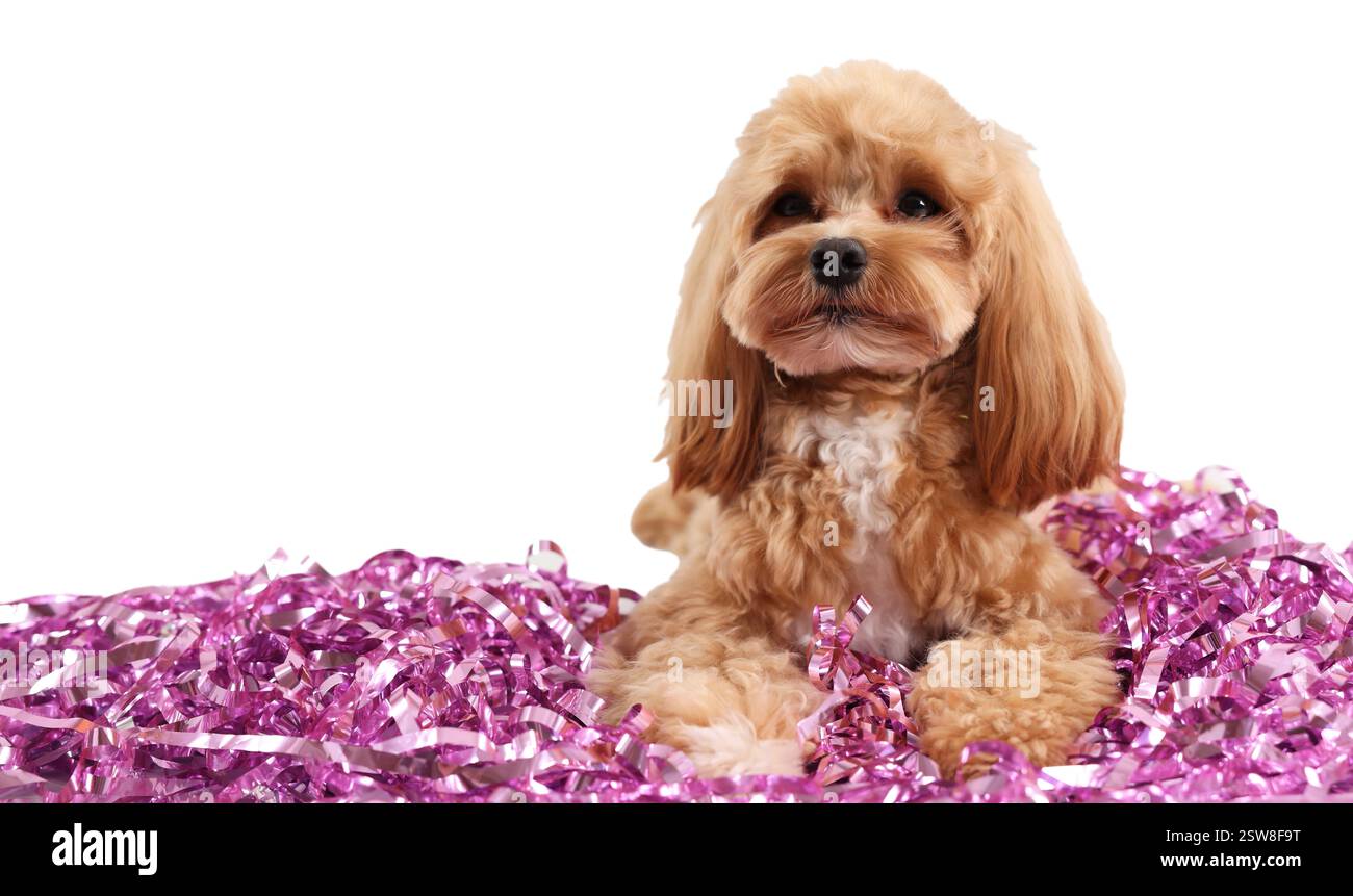 Chien mignon avec pile de guirlandes brillantes sur fond blanc. Espace pour le texte Banque D'Images