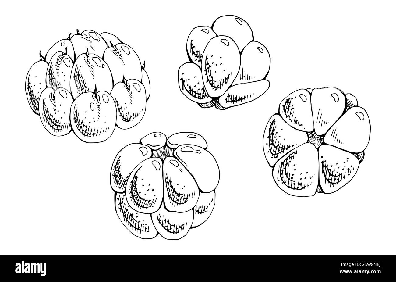Cloudberry framboise Sloe fruit dessiné à la main encre vectorielle, baie de rosée mûrier mûrier loganberry boysenberry. Ensemble d'illustrations isolées botaniques Illustration de Vecteur