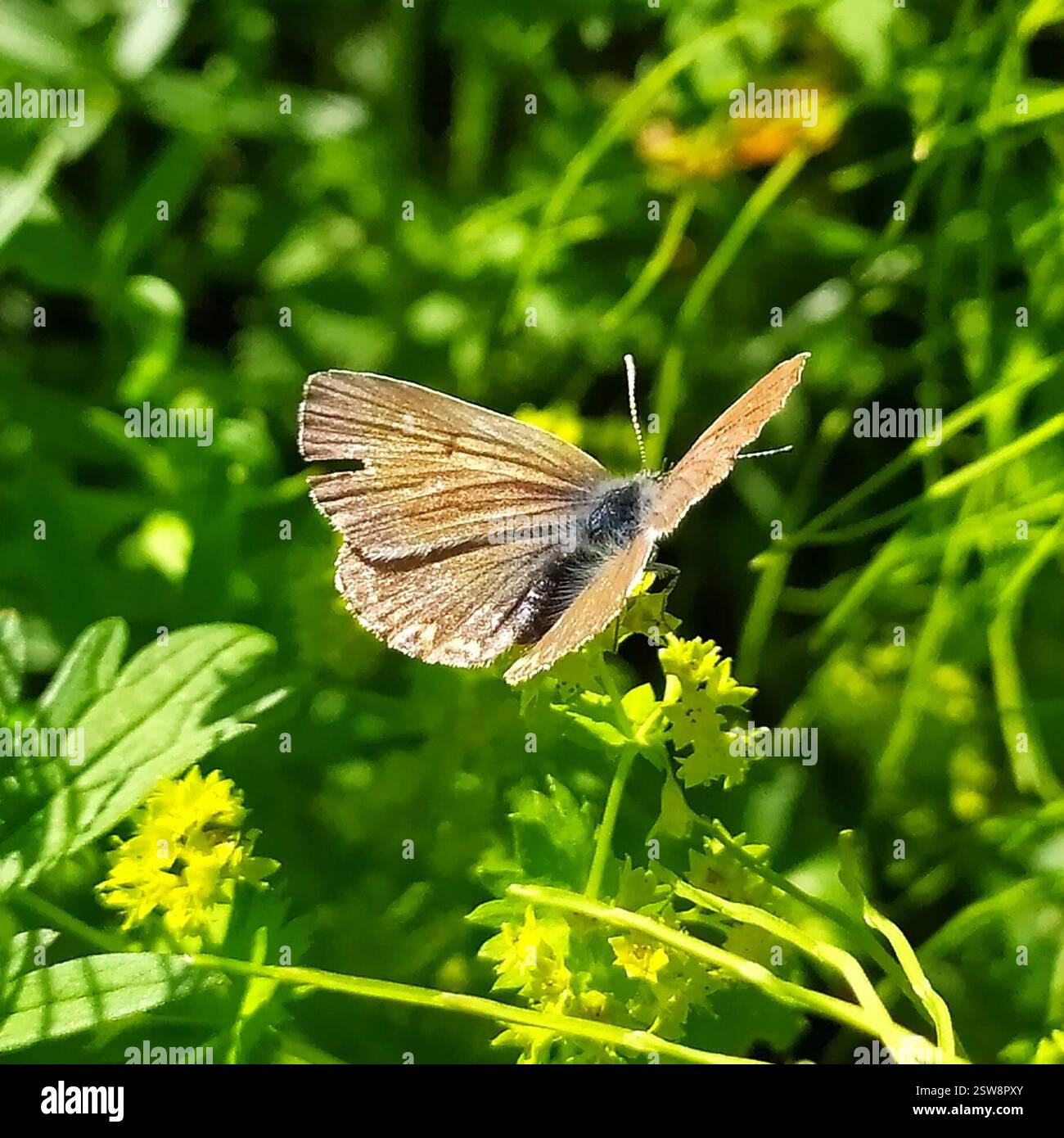 Geranium Argus (Eumedonia eumedon), Insecta, Свердловская обл., Россия, 624932 Banque D'Images