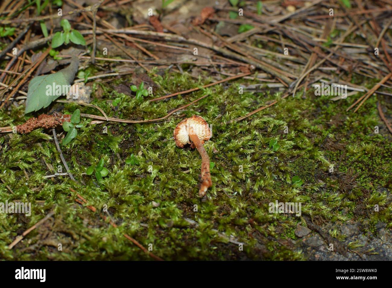 Châtaignier Dapperling (Lepiota castanea), champignons, 中国浙江省杭州市临安区 Banque D'Images