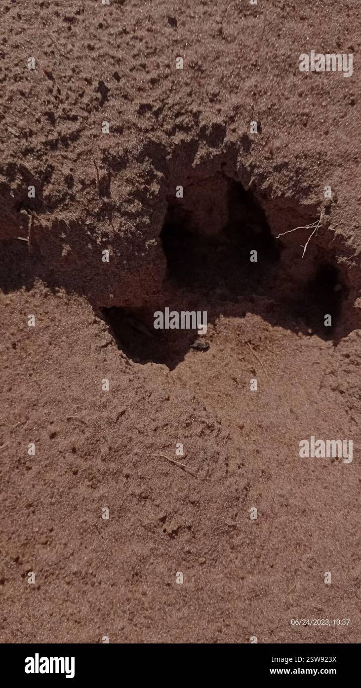 Carnivorans (Carnivora), Mammalia, São Paulo, BR, Pegadas de uma fêmea e um filhote de onça-parda. Já registradas recentemente por câmeras trap na mesma área. Aparentemente, seguiram rastros de javaporco e/ou do veado-catingueiro, pegadas visíveis no solo macio da área. Banque D'Images