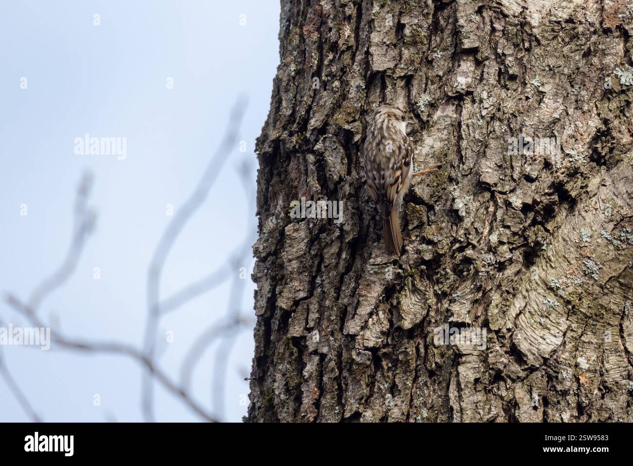 Le petit oiseau grimpe à l'arbre, appuyé sur sa queue. Le treinturier eurasien ou treinturier commun est un petit oiseau passereau. Certhia familiaris Banque D'Images