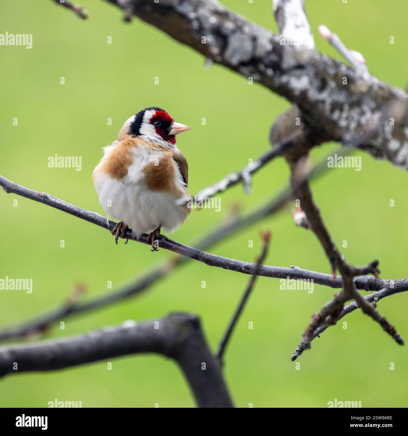 Le petit oiseau est sur la branche de l'arbre. L'ordfinch européen ou simplement l'ordfinch est un petit oiseau passereau de la famille des finch. Gros plan carré Banque D'Images