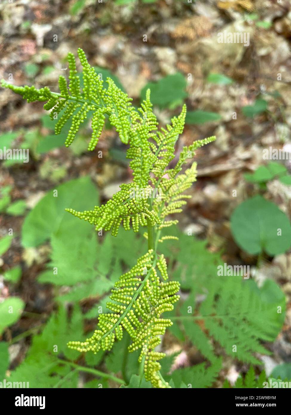Fougère à sonnette (Botrypus virginianus), Plantae, Bruce Trail, South Bruce Peninsula, ONTARIO, ENV Banque D'Images