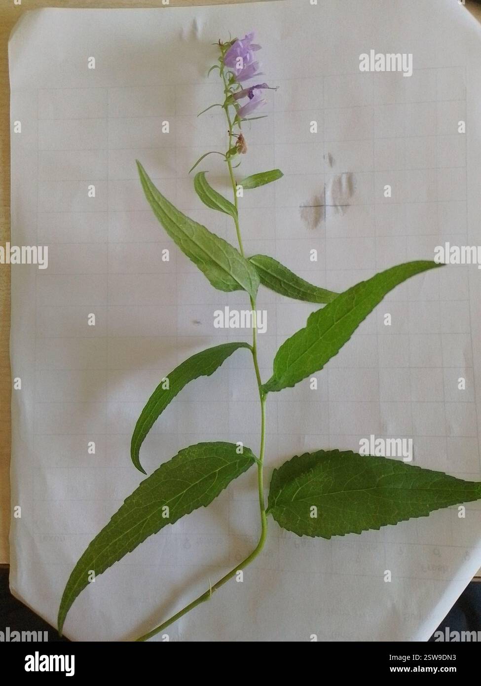 Bellflower rampant (Campanula rapunculoides), Plantae, G63Q+95 Biotop Andrian, 39057 Eppan an der Weinstraße., autonome Provinz Bozen - Südtirol, Italien Banque D'Images