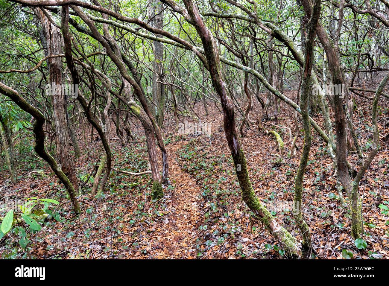 Sentier de randonnée dans Headwaters State Forest - près de Brevard, Caroline du Nord, États-Unis Banque D'Images