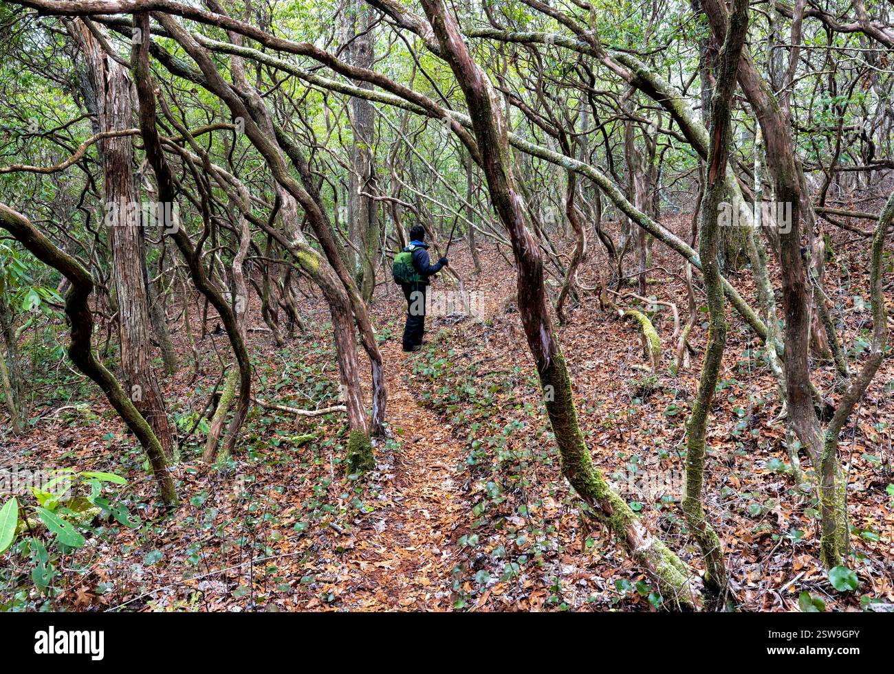 Randonneur dans Headwaters State Forest - près de Brevard, Caroline du Nord, États-Unis Banque D'Images