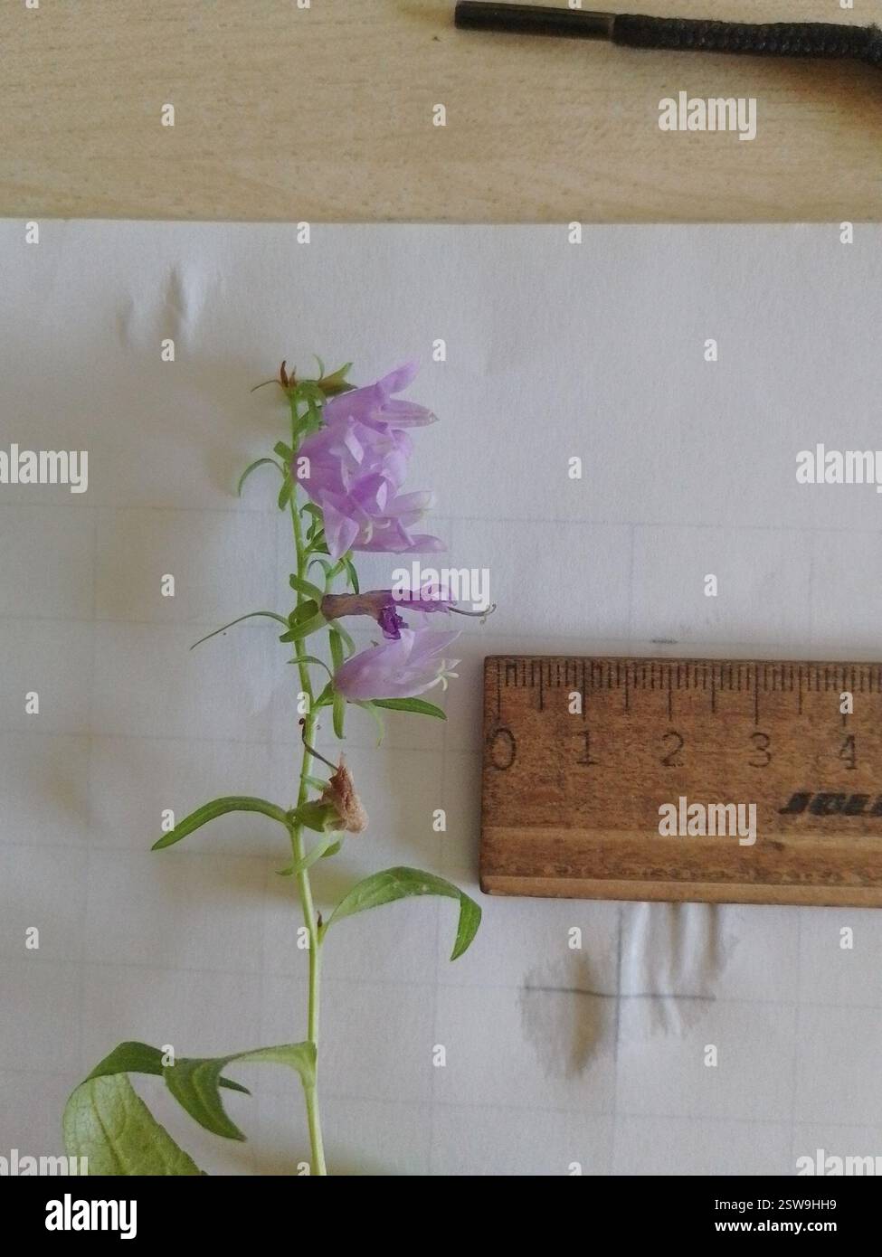 Bellflower rampant (Campanula rapunculoides), Plantae, G63Q+95 Biotop Andrian, 39057 Eppan an der Weinstraße., autonome Provinz Bozen - Südtirol, Italien Banque D'Images