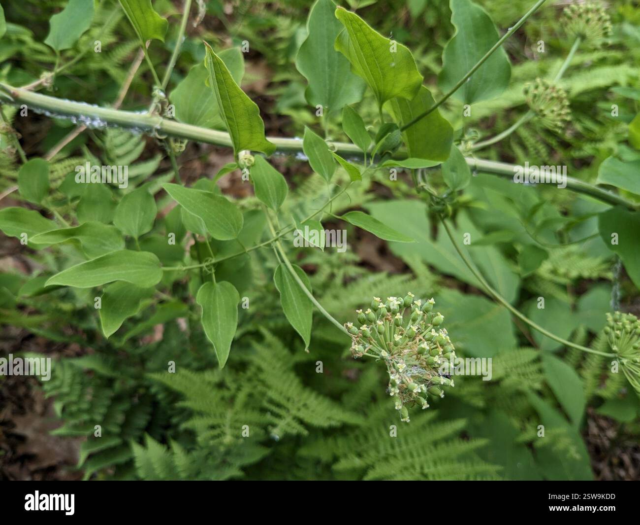Greenbriers (Smilax), Plantae, Layton, NJ 07851, EE. UU. Banque D'Images