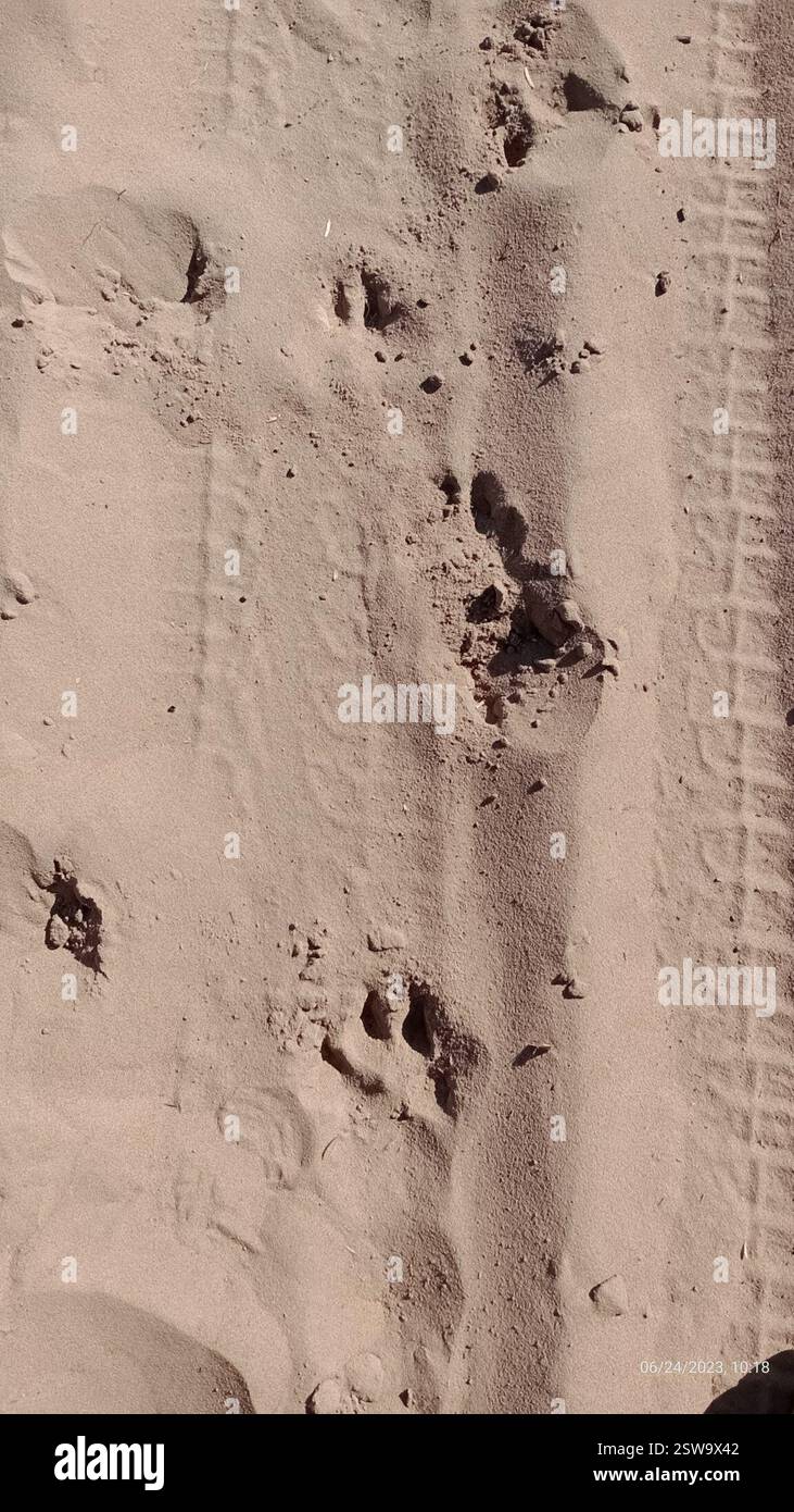 Carnivorans (Carnivora), Mammalia, São Paulo, BR, Pegadas de uma fêmea e um filhote de onça-parda. Já registradas recentemente por câmeras trap na mesma área. Aparentemente, seguiram rastros de javaporco e/ou do veado-catingueiro, pegadas visíveis no solo macio da área. Banque D'Images