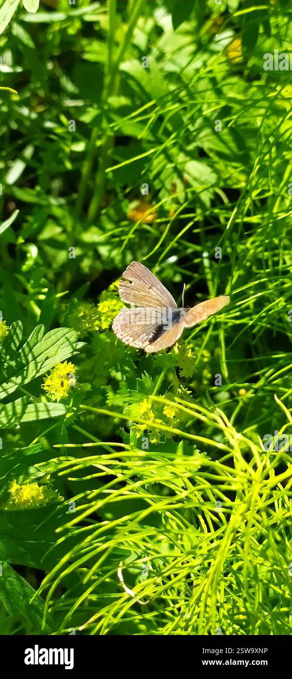 Geranium Argus (Eumedonia eumedon), Insecta, Свердловская обл., Россия, 624932 Banque D'Images