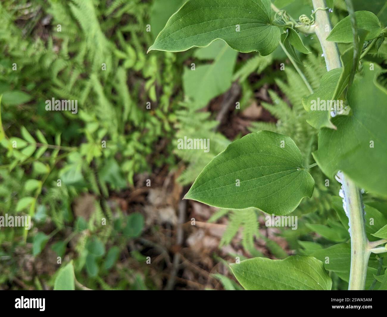 Greenbriers (Smilax), Plantae, Layton, NJ 07851, EE. UU. Banque D'Images