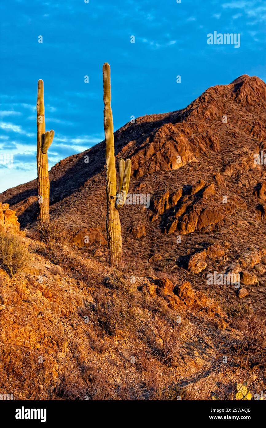 Deux cactus sont sur une colline dans le désert. Le soleil se couche, projetant une lueur chaude sur le paysage Banque D'Images