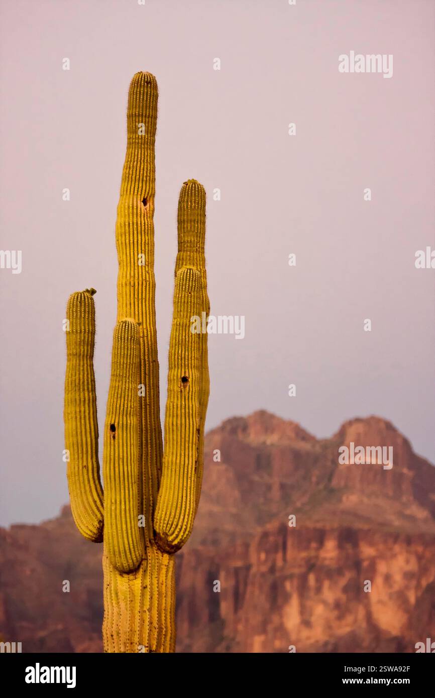 Grand cactus avec quelques oiseaux perchés dessus. Le cactus est entouré de montagnes et le ciel est rose Banque D'Images