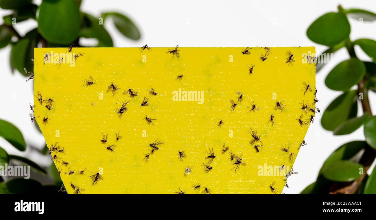 Champignon mouche sur piège collant jaune pour les insectes de plantes d'intérieur (moucherons, mouches du sol, mouches blanches ...) sur fond de boulangerie blanc Banque D'Images