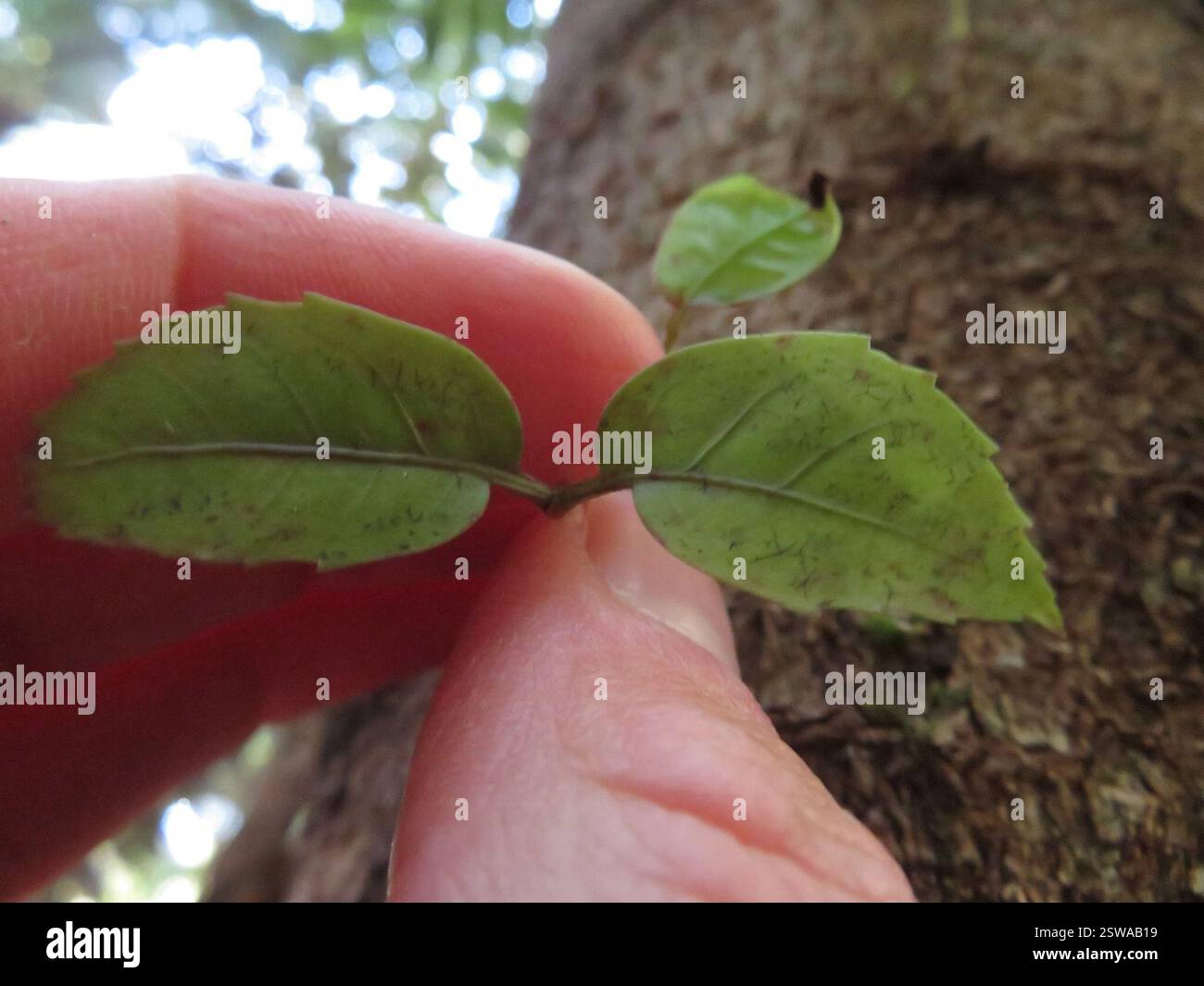 Dicots (Magnoliopsida), Plantae, lac Rotopounamu Banque D'Images