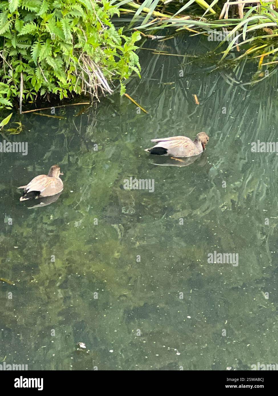 Gadwall (Mareca strepera), Aves, E Royal Ave, New Westminster, C.-B. ENV Banque D'Images