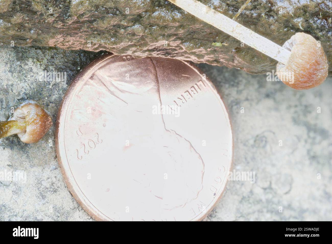 (Psathyrella aquatica), champignons, Pennsylvanie, États-Unis, poussant sous l'eau dans la rivière à une profondeur d'environ un tiers de mètre. L'emplacement était presque le même que pour l'observation des spores de la semaine précédente : (10,2) 10,3 - 11,5 (12,1) × (6,1) 6,3 - 6,65 (6,7) µm Q = (1,6) 1,64 - 1,8 ; N = 9 me = 11,1 × 6,5 µm ; QE = 1,7 11,53 6,39 10,62 6,46 11,33 6,68 11,09 6,51 10,21 6,14 10,33 6,43 11,54 6,27 10,83 6,55 12,13 6,65 Banque D'Images