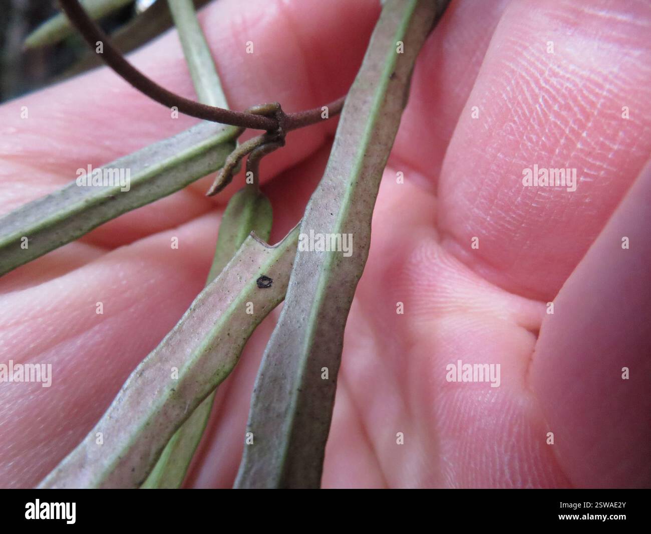 Silkpodes (Parsonsia), Plantae, Lac Rotopounamu Banque D'Images
