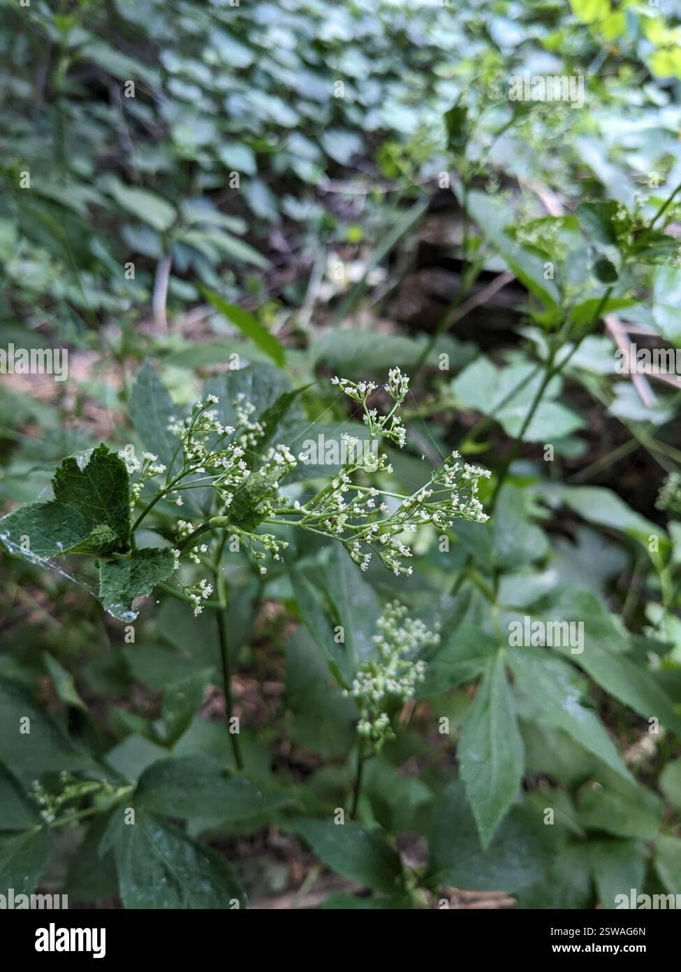 Miels (Cryptotaenia), Plantae, Wyman Park, Baltimore, MD, EE. UU. Banque D'Images