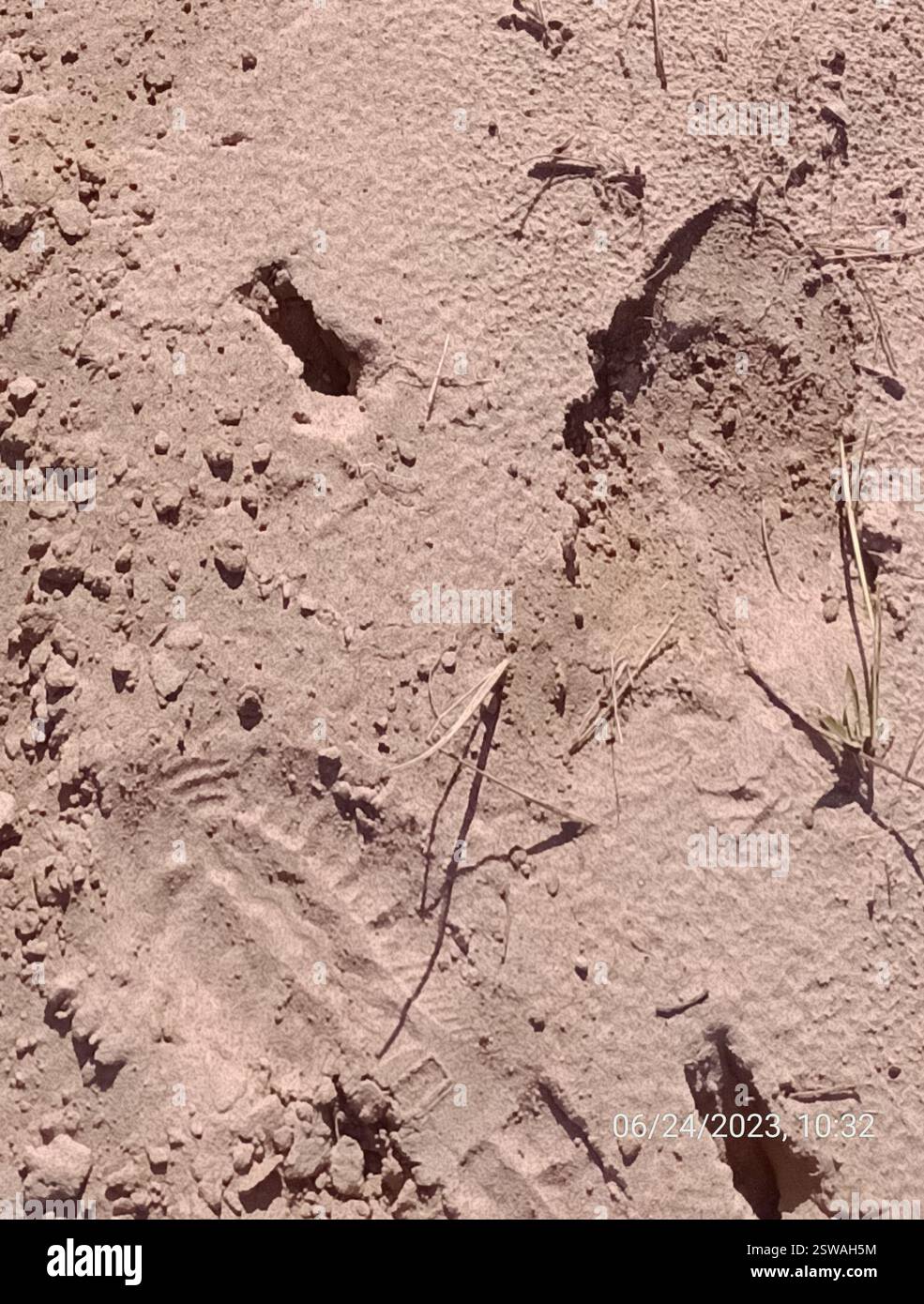 Gris Brocket (Subulo gouazoubira), Mammalia, Jardim dos Eucaliptos, Itirapina - SP, Brésil, Pegadas e Fezes do Veado-catingueiro. Banque D'Images