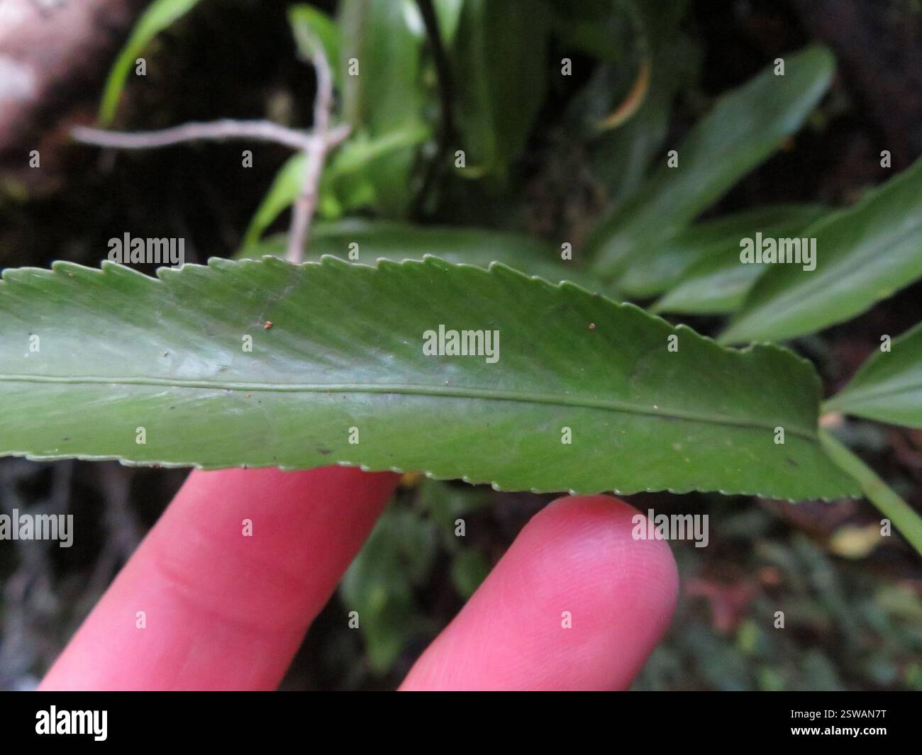 Spleenwort brillant (Asplenium oblongifolium), Plantae, lac Rotopounamu Banque D'Images