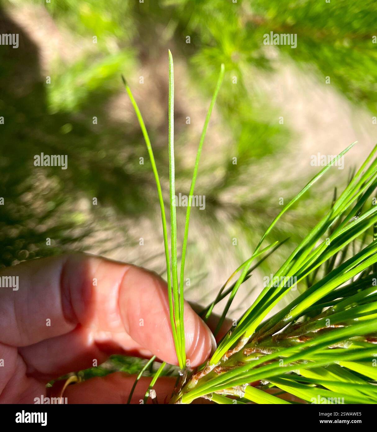 PIN de Monterey (Pinus radiata), Plantae, Garrapata State Park, Carmel ...