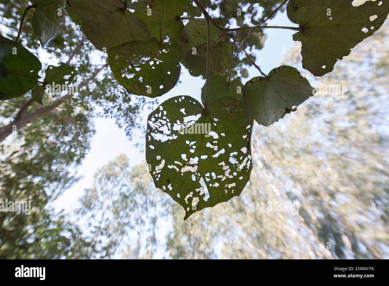 Trous dans les feuilles d'un arbre, probablement une espèce d'hibiscus, dans un cadre forestier. Dommages causés par les insectes. Banque D'Images