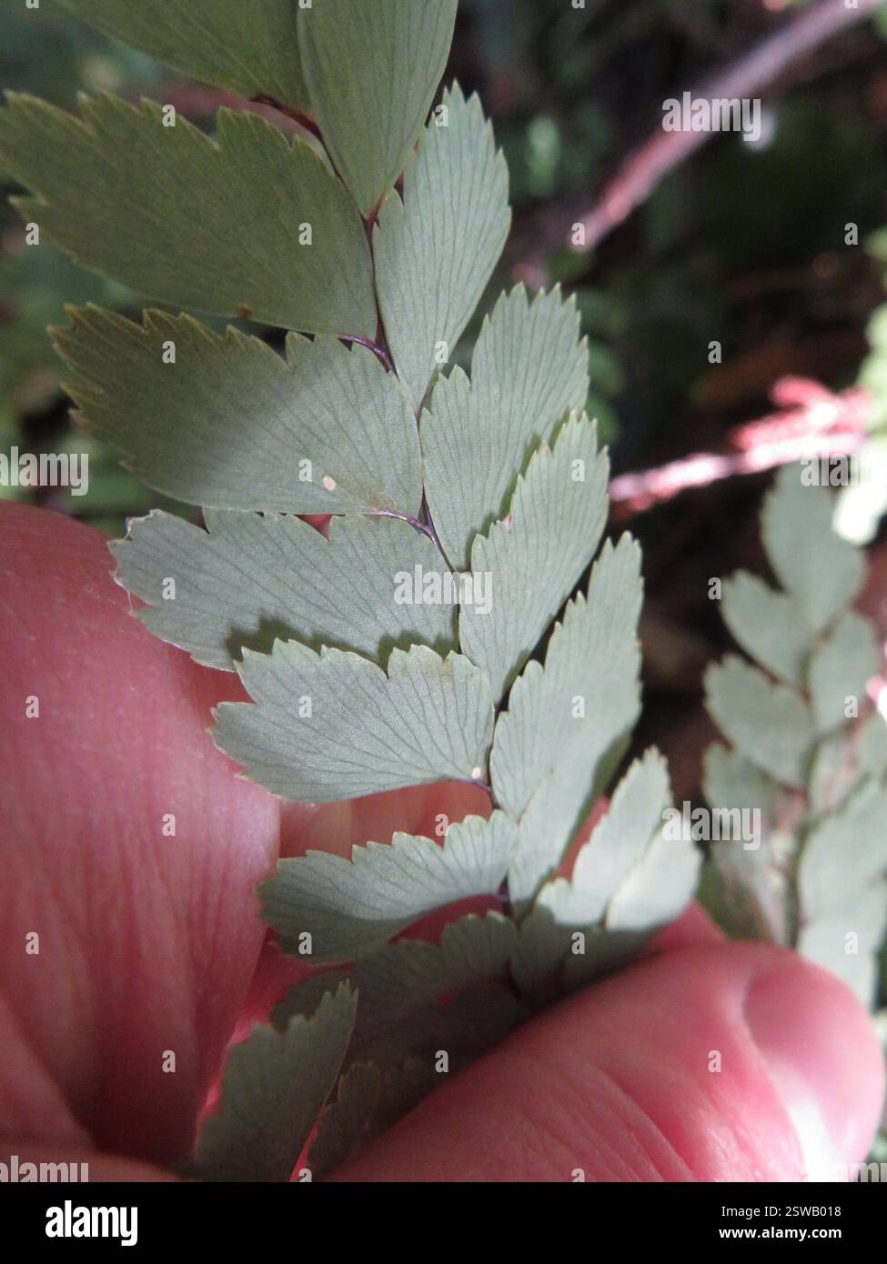 Maidenhair de Cunningham (Adiantum cunninghamii), Plantae, lac Rotopounamu Banque D'Images