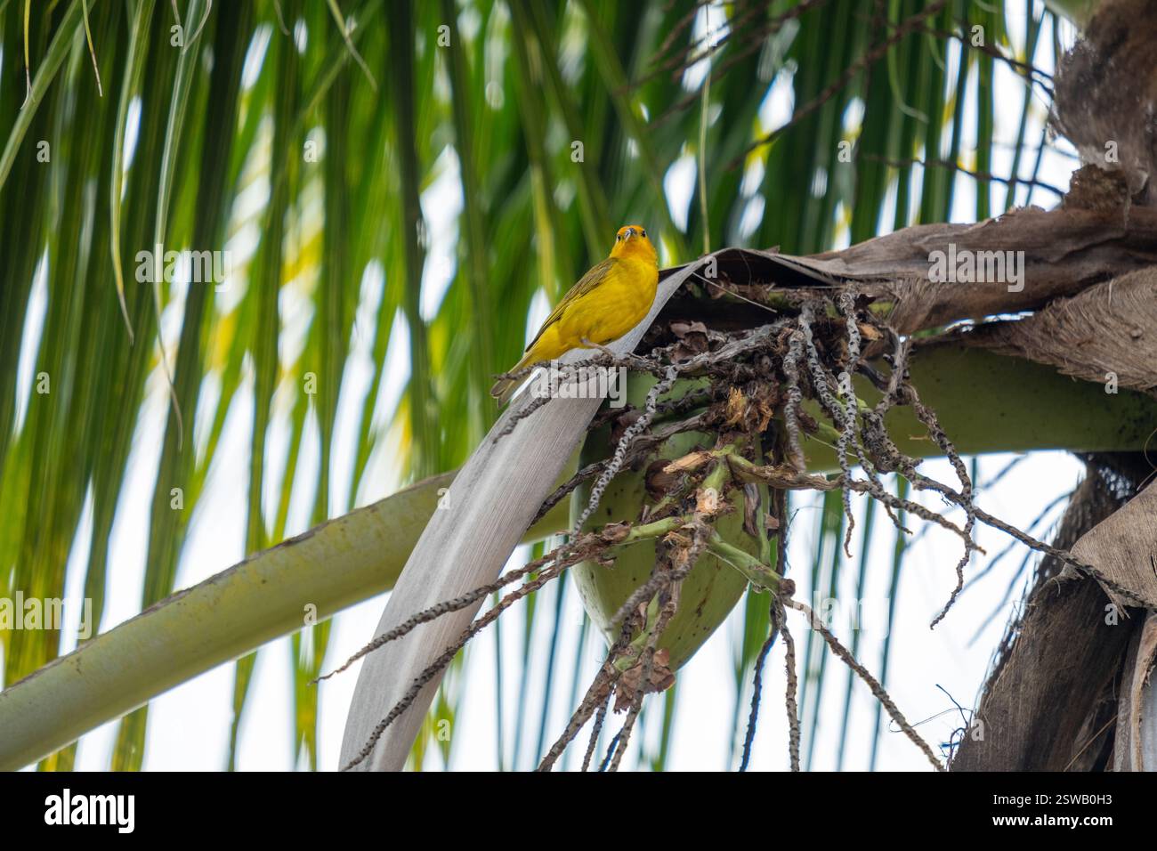 canari mâle perché sur une feuille de noix de coco. Banque D'Images