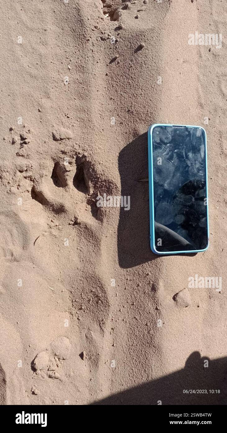 Carnivorans (Carnivora), Mammalia, São Paulo, BR, Pegadas de uma fêmea e um filhote de onça-parda. Já registradas recentemente por câmeras trap na mesma área. Aparentemente, seguiram rastros de javaporco e/ou do veado-catingueiro, pegadas visíveis no solo macio da área. Banque D'Images