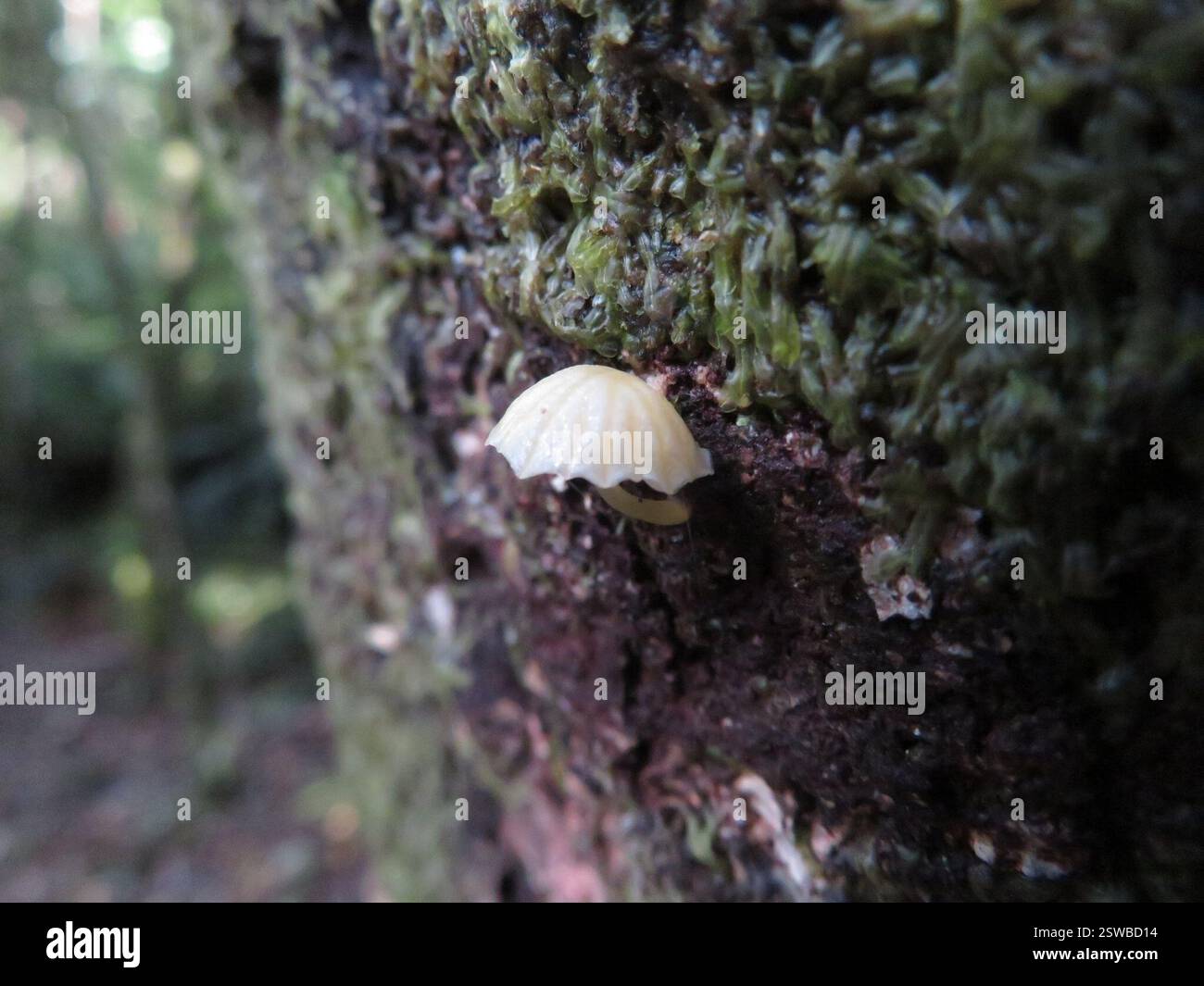 Bonnets (Mycena), champignons, lac Rotopounamu Banque D'Images
