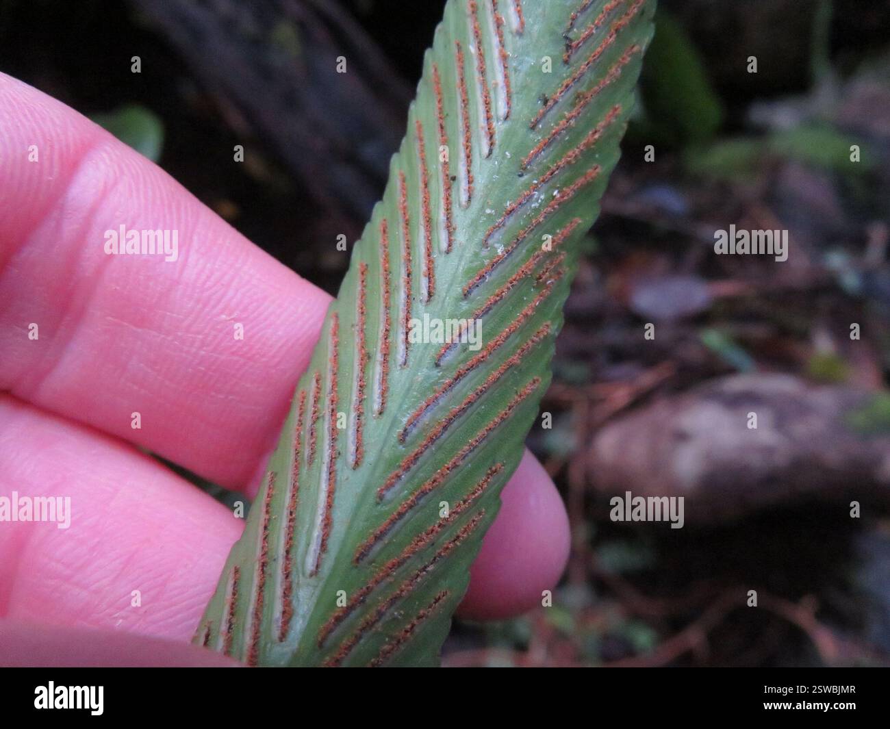 Spleenwort brillant (Asplenium oblongifolium), Plantae, lac Rotopounamu Banque D'Images