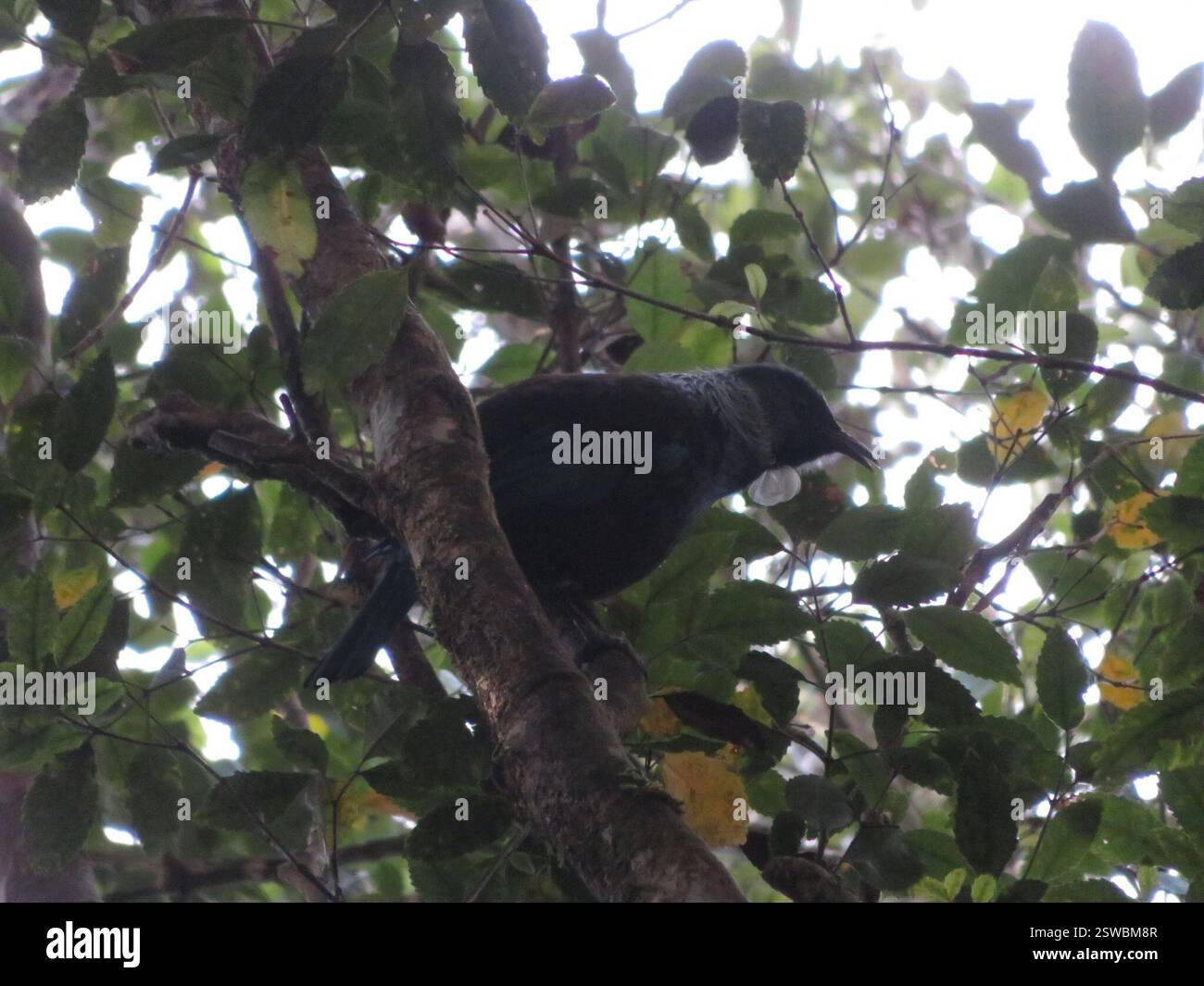 Tūī néo-zélandais (Prosthemadera novaeseelandiae novaeseelandiae), Aves, lac Rotopounamu Banque D'Images