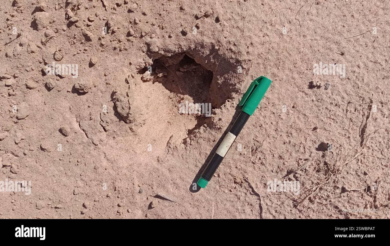 Carnivorans (Carnivora), Mammalia, São Paulo, BR, Pegadas de uma fêmea e um filhote de onça-parda. Já registradas recentemente por câmeras trap na mesma área. Aparentemente, seguiram rastros de javaporco e/ou do veado-catingueiro, pegadas visíveis no solo macio da área. Banque D'Images