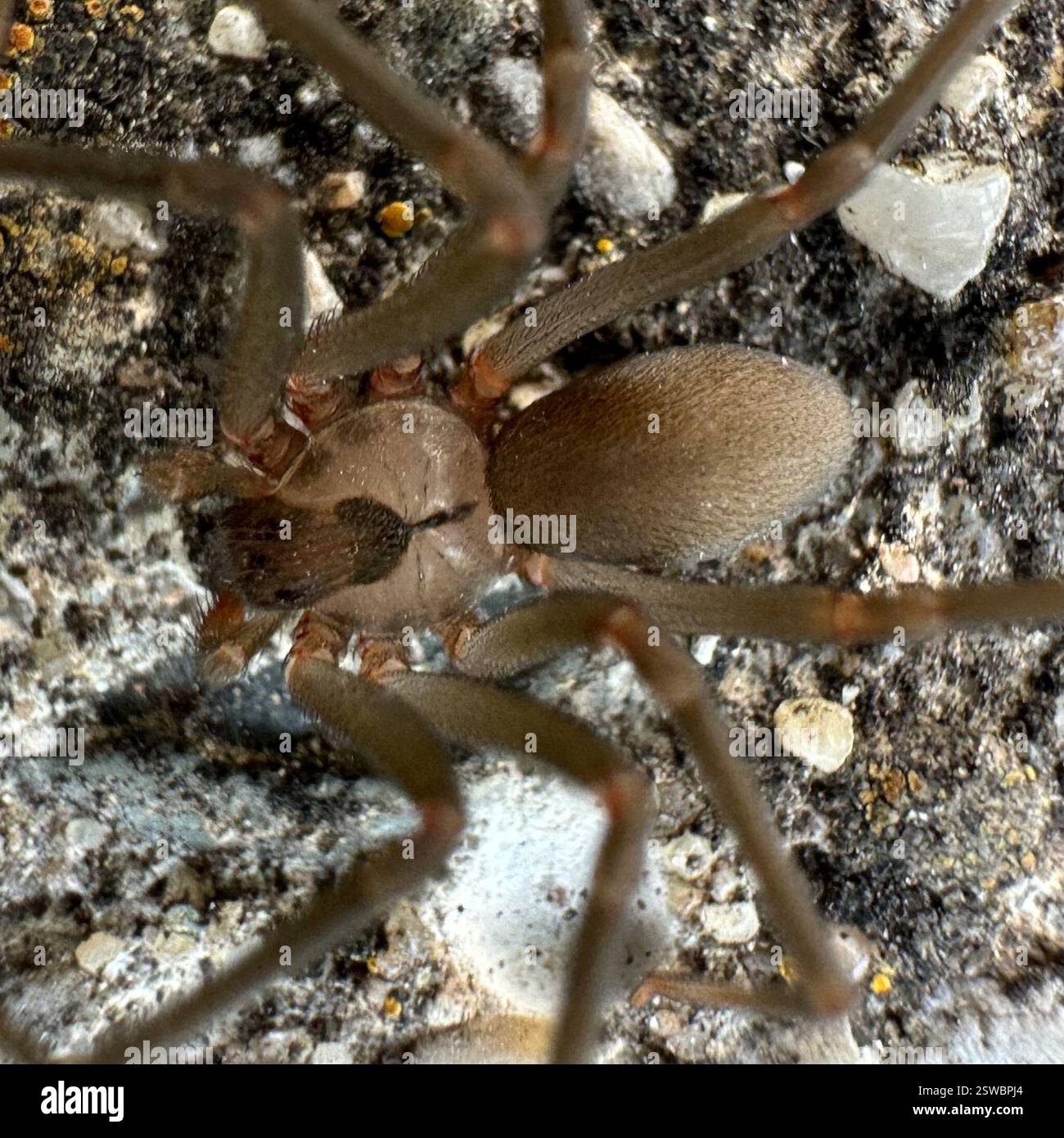 Recluse brune (Loxosceles reclusa), Arachnida, Kentucky, États-Unis Banque D'Images